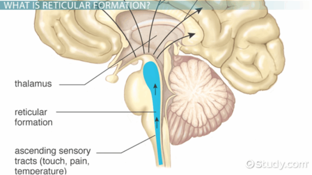 Reticular Formation Brain’s Essential Hub for Arousal and Attention